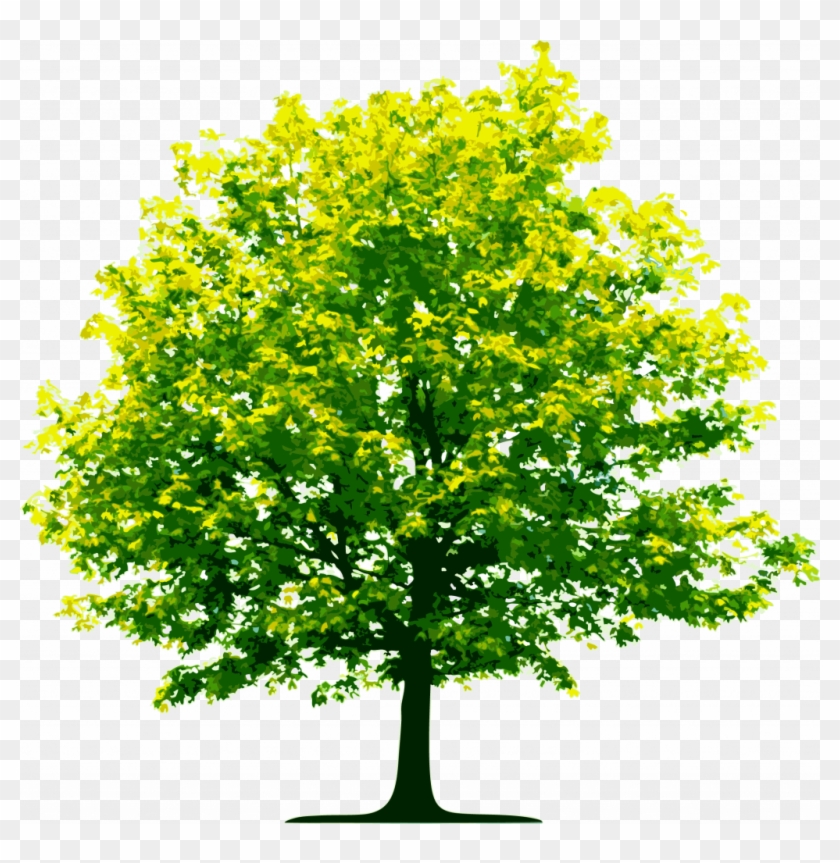 High Resolution Trees Png Clipart