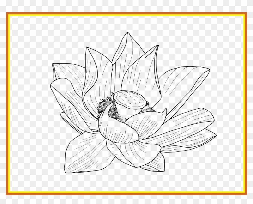 Flower Png Outline - Drawing Clipart #3551601