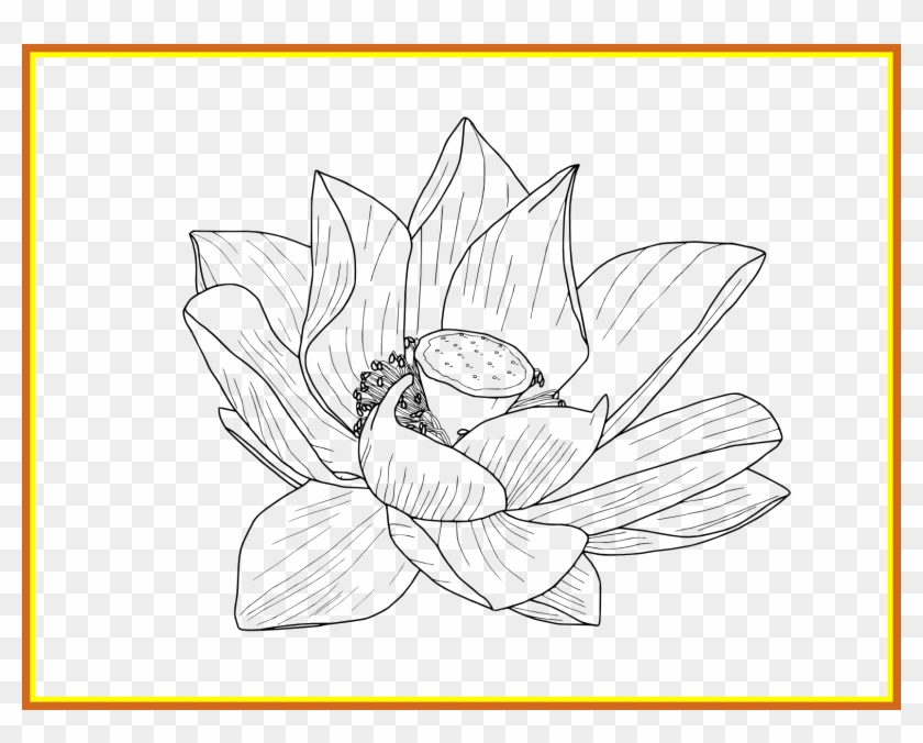 Flower Png Outline - Drawing Clipart