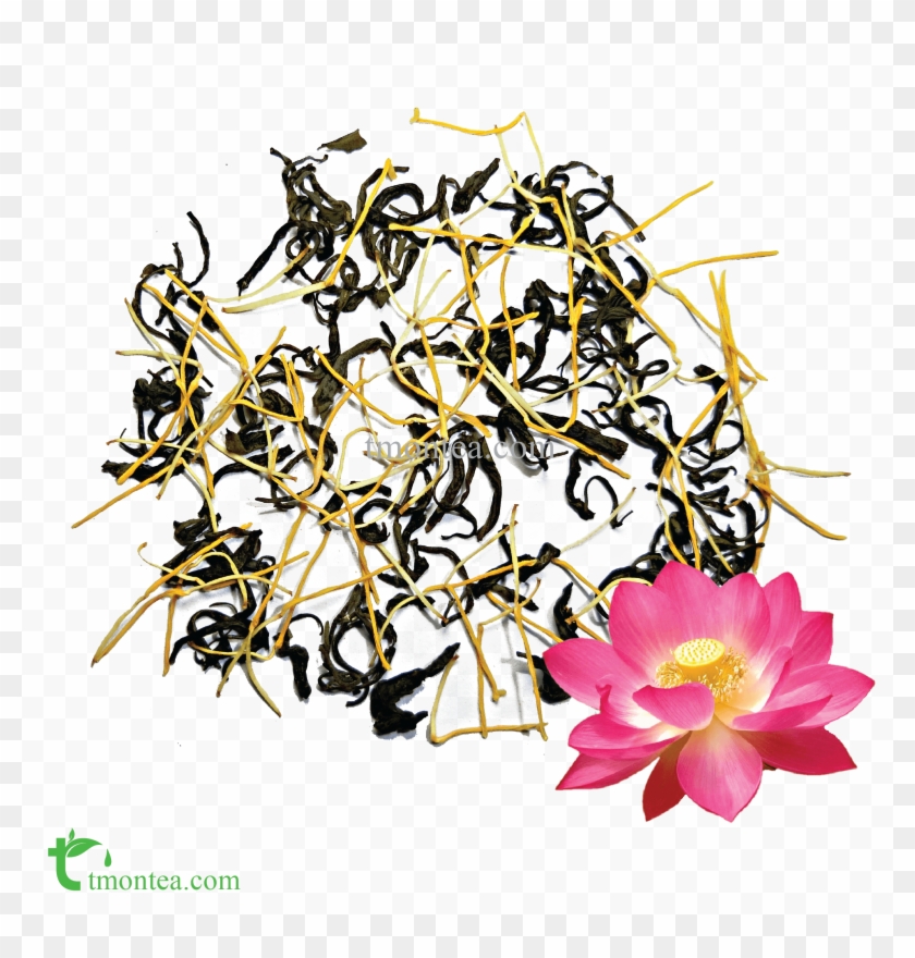 Lotus Blossom - Sacred Lotus Clipart