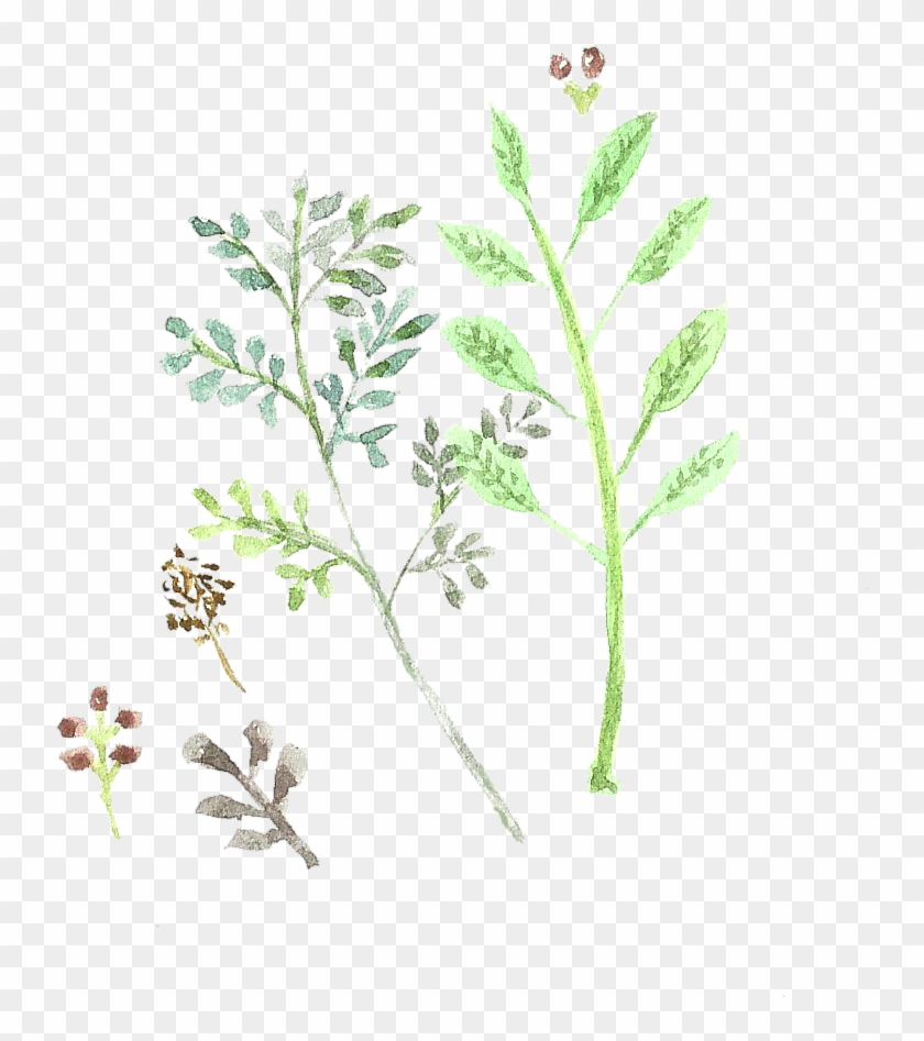 Doodles Png Library Library - Twig Clipart