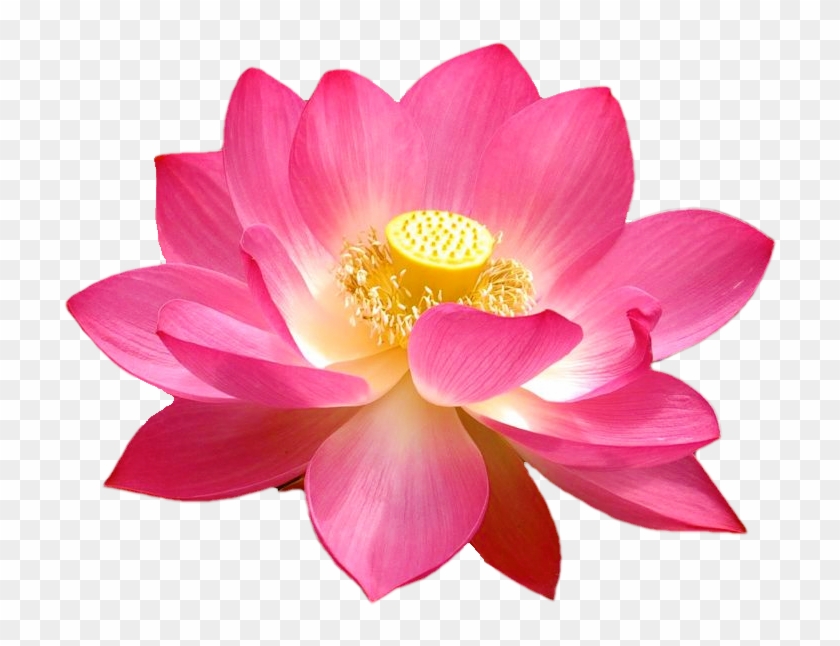 Lotus Blossom Via Xephronn Venerius On Tumblr - Lotus Flowers Transparent Background Clipart #3551723