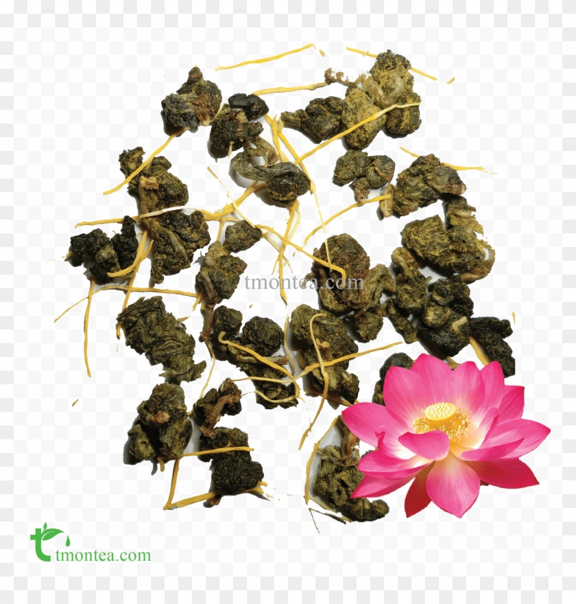 Lotus Blossom Scented Golden Pearl Olong Tea - Rosa Rubiginosa Clipart