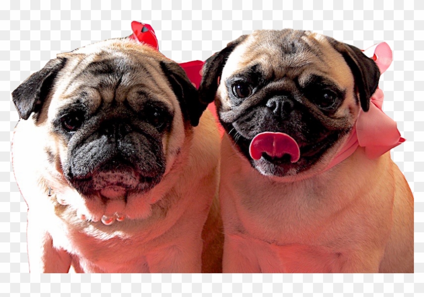 Pug Clipart #3552161