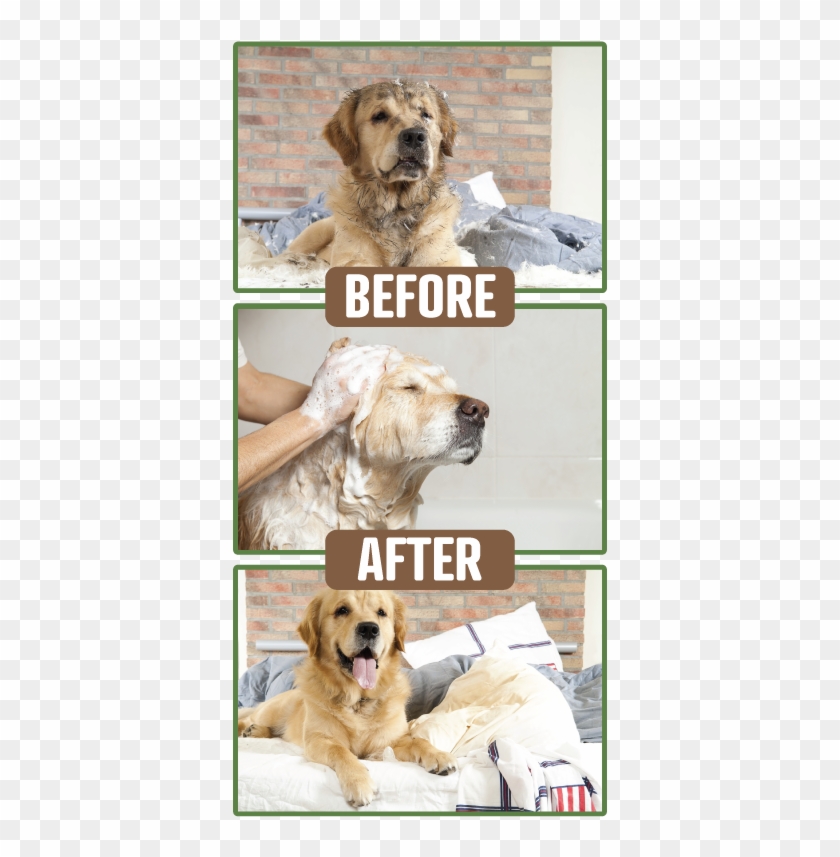 Pamper Your Pet - Chó Bị Bệnh Giun Móc Clipart #3552380