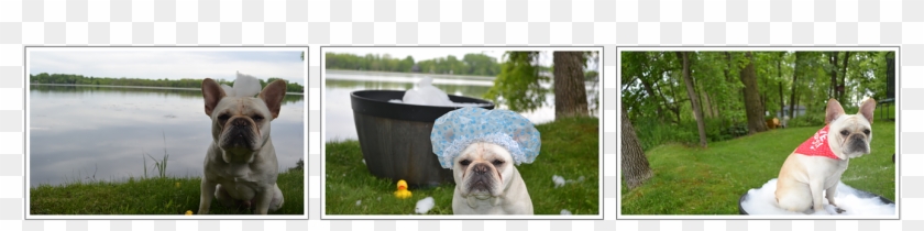 Welcome To Bean's Place Pet Wash & Grooming - Pug Clipart #3552524