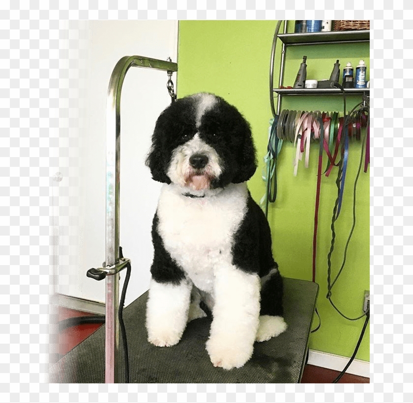 Grooming - Companion Dog Clipart