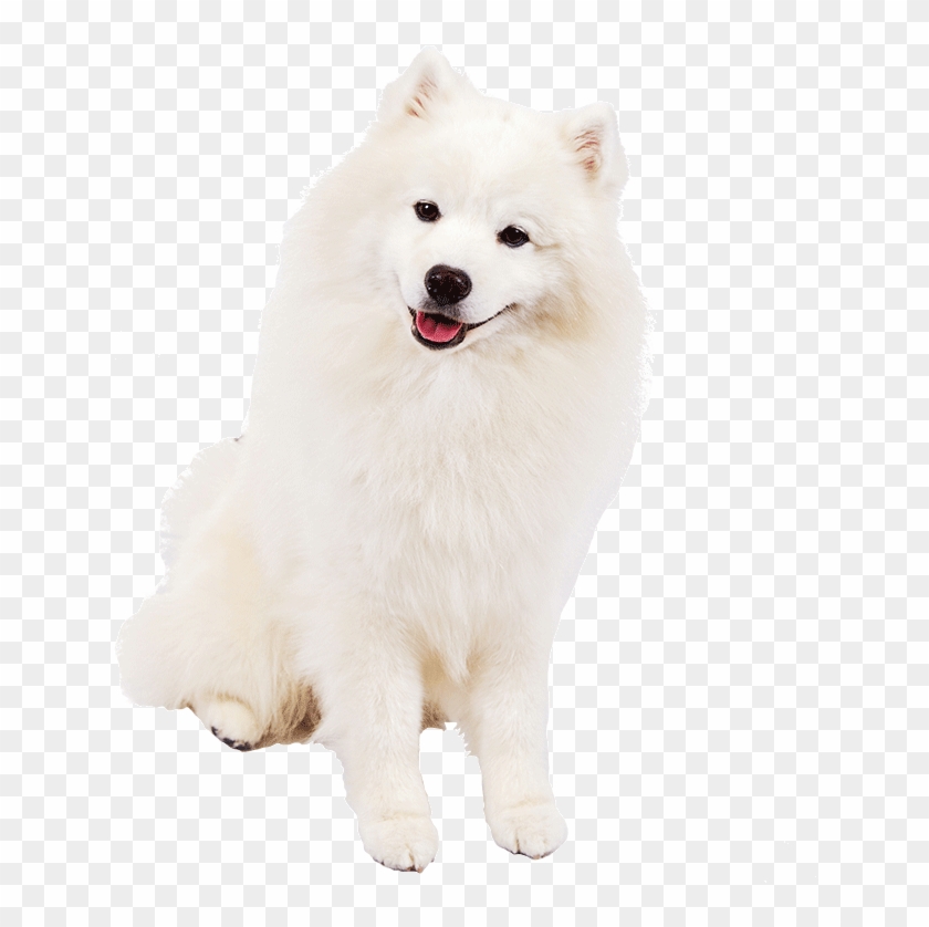 American Eskimo Dog Transparent Clipart #3553788