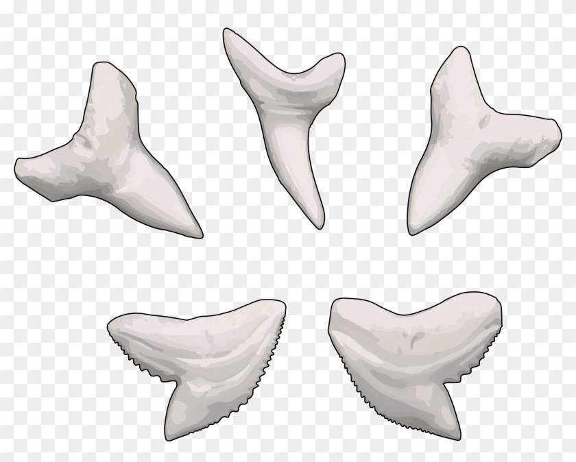Tiburón Azul - Diente De Tiburon Azul Clipart