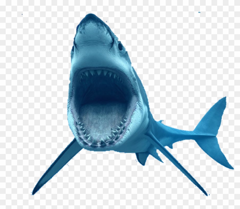 #tiburon #reto - Great White Shark Png Clipart