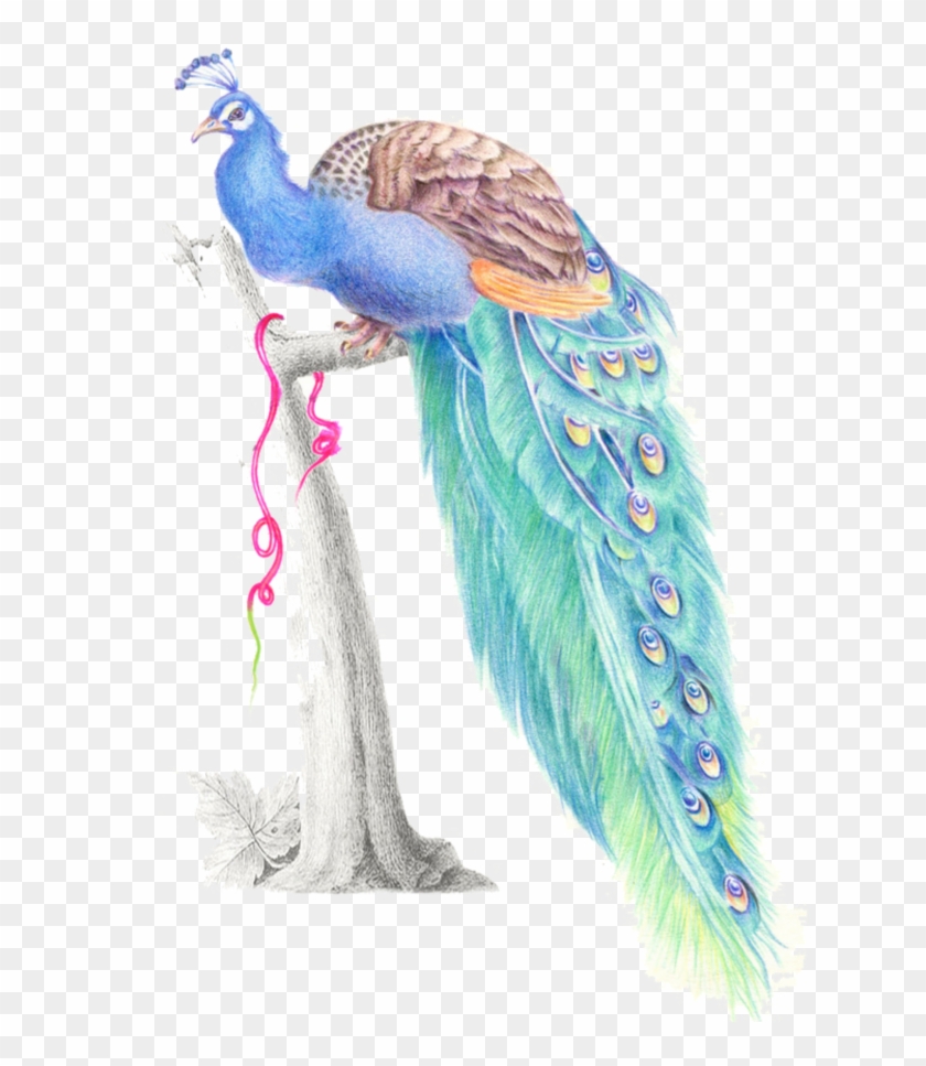 Mq Blue Birds Bird Peacock Watercolor - Turkey Clipart #3554225