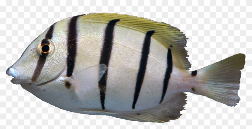 Butterflyfish Clipart Angle Fish - Oily Fish - Png Download #3554667