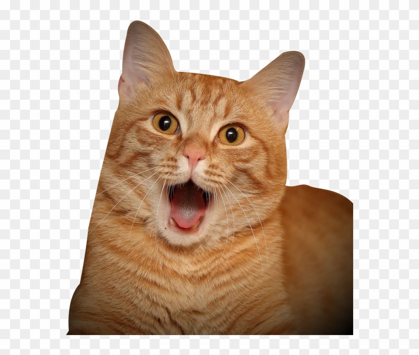 Cat Tongue Png - Surprised Cat Png Clipart #3555146