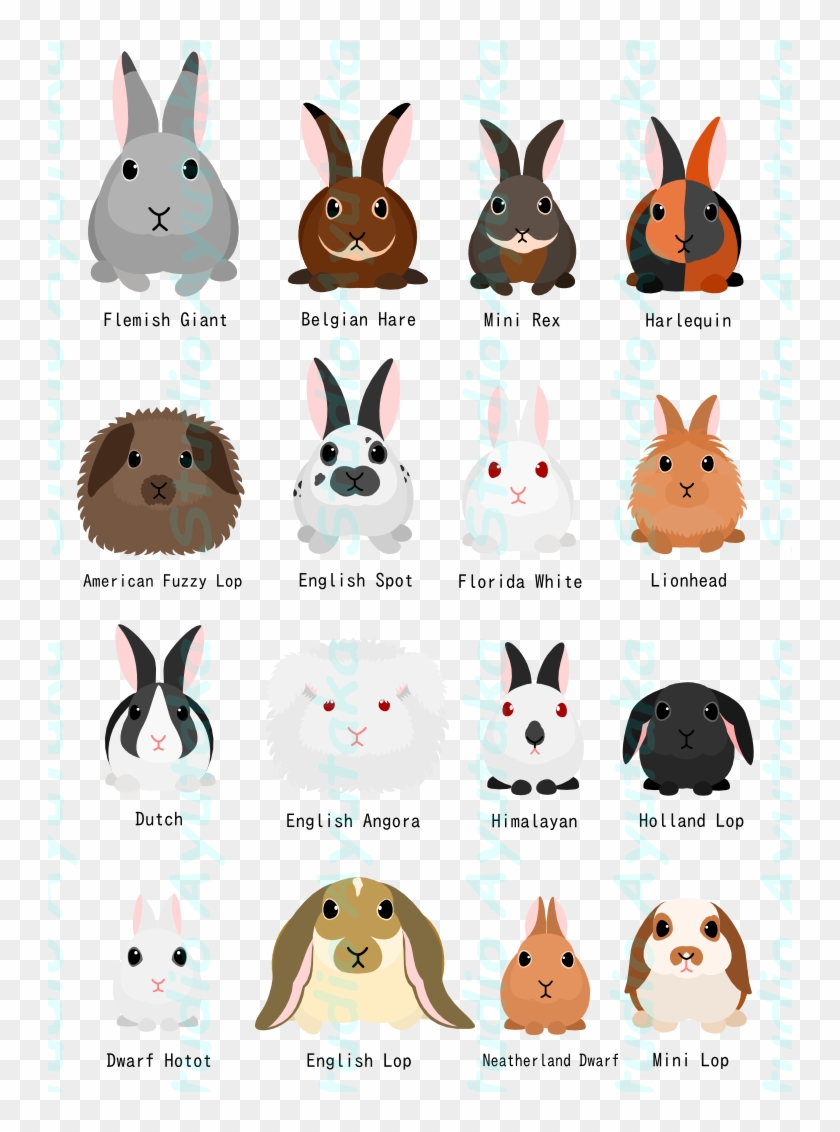 Rabbit Breeds Chart Studio Ayutaka Store Animal - Rabbit Breed Chart Clipart #3555285