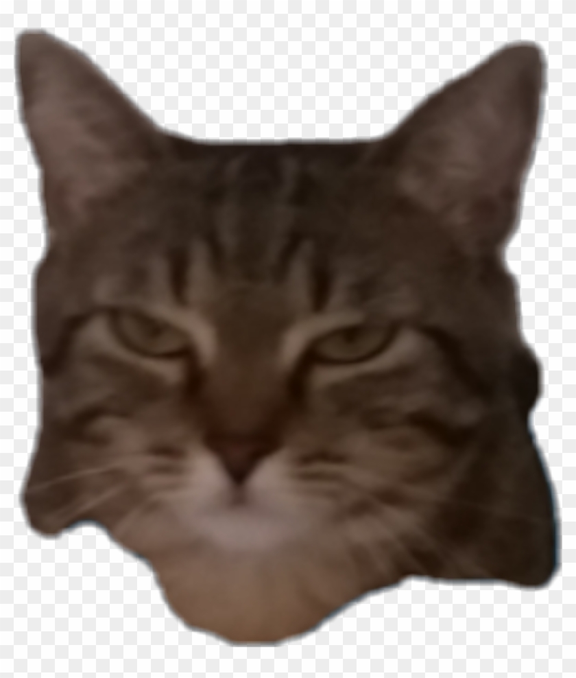 #cat #kat #grumpy #meow #lmao #wowi - Domestic Short-haired Cat Clipart