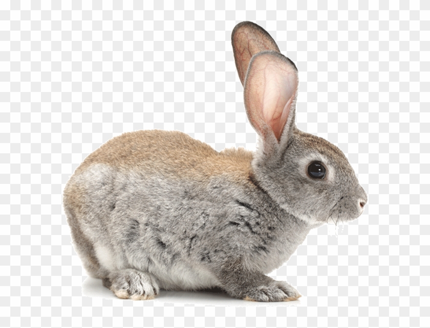 Bunny - Детей Заяц Clipart
