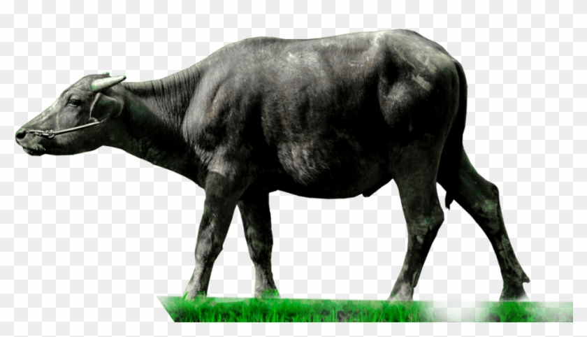Animals Clipart Png,cartoon Animals Png,cute Animal - Carabao Png Transparent Png
