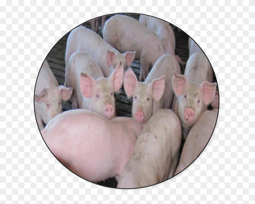 The Average Farmgate Price Of Hogs Upgraded For Slaughter - Philippine Pig Clipart