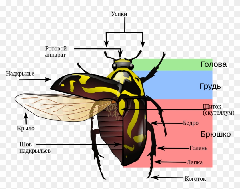 Diagram Firefly Body Diagram Diagram Schematic Circuit - Variegated Mud Loving Beetle Diagram Clipart #3559225