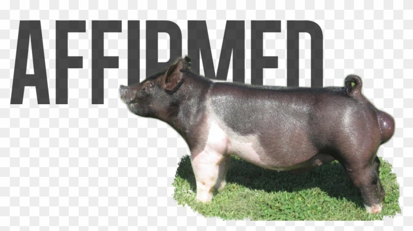 Best - Domestic Pig Clipart #3559436
