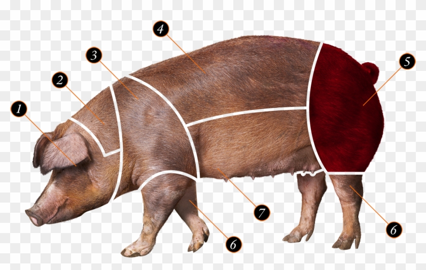 Head - 2 - - Poot Van Een Varken Clipart #3559865