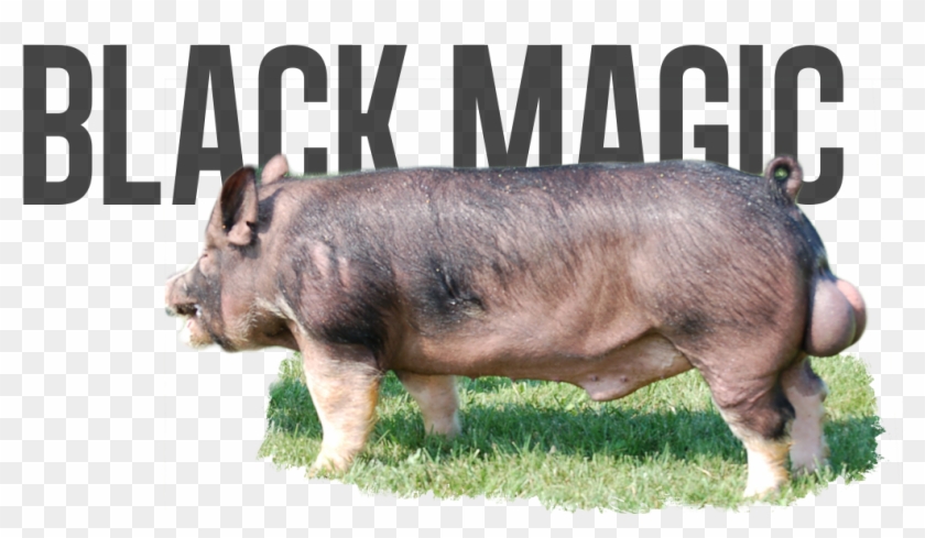 Black Diamond X Head Of The Class - Domestic Pig Clipart #3559947