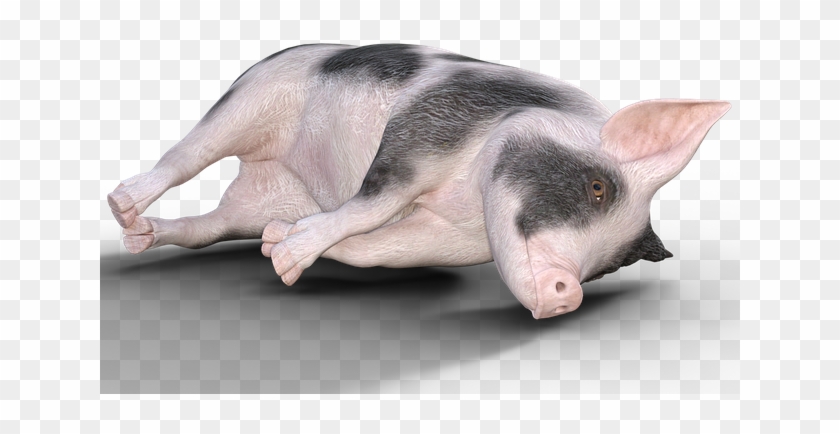 Domestic Pig Clipart #3559974