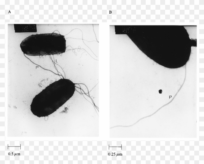 Transmission Electron Micrographs Of Plate Grown Wild - Flower Beetles Clipart