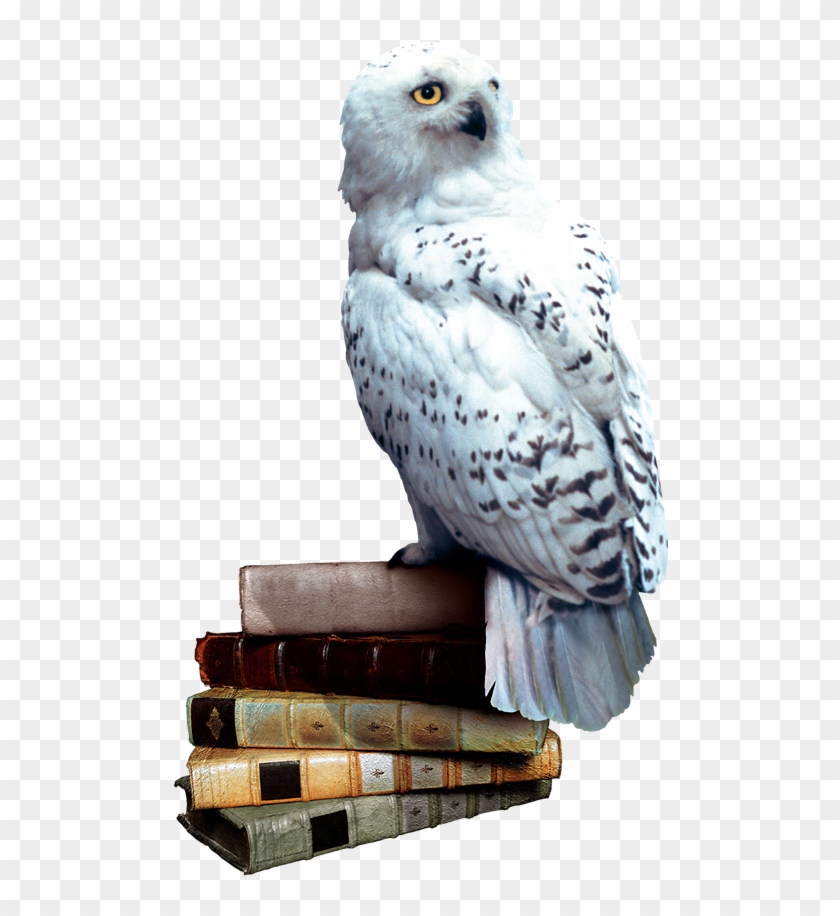 Harry Potter Wikia - All Harry Potter Owls Clipart