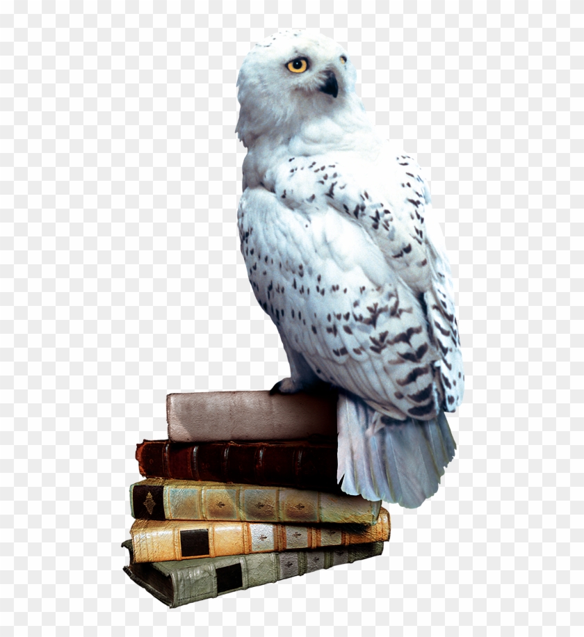 Harry Potter Wikia - All Harry Potter Owls Clipart #3560133