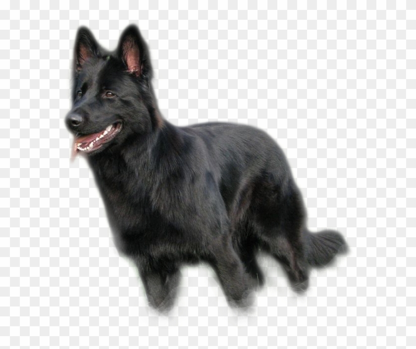 Schipperke Clipart #3561030