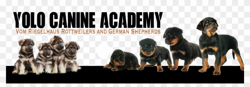 Rottweiler Clipart #3561105