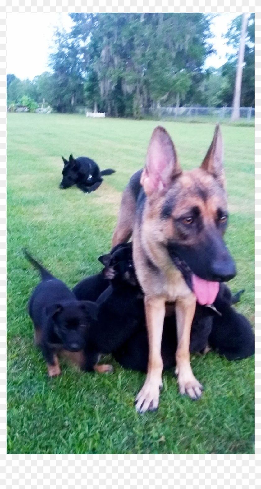 The Whole Gang - Old German Shepherd Dog Clipart