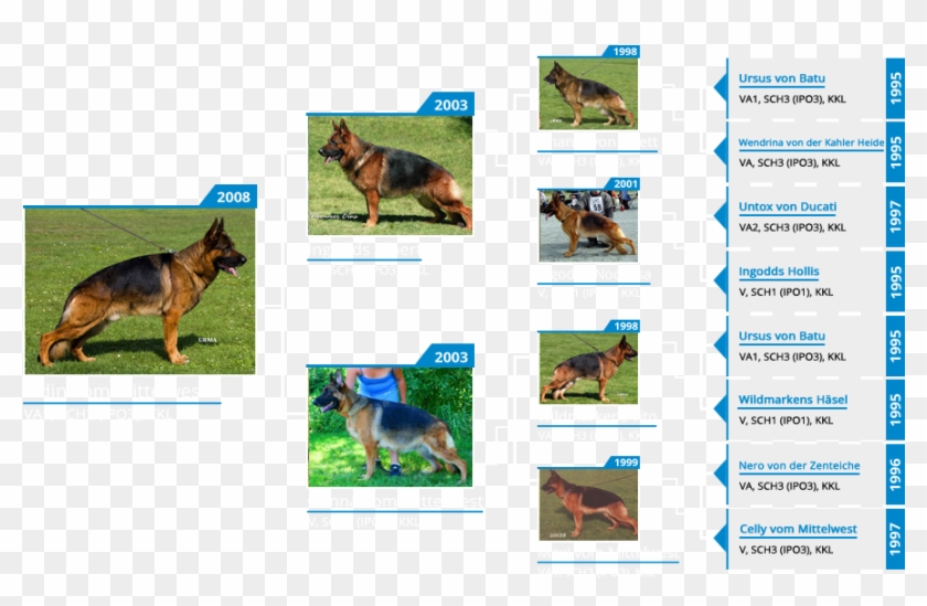 Stud Dog Va1 Odin Vom Mittelwest - Old German Shepherd Dog Clipart