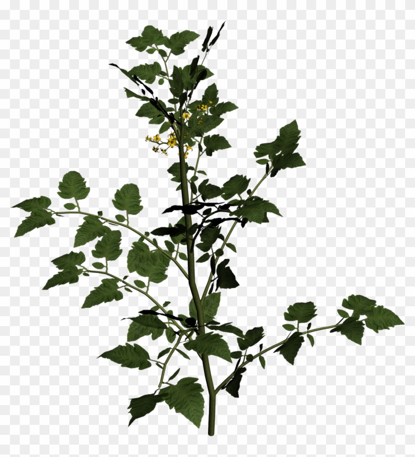 Solanum Lycopersicum Cherry Tomato Two Clipart Picture - Png Download #3561830