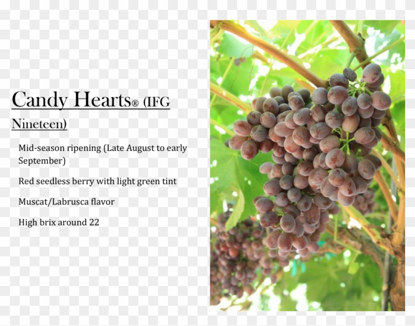 Candy Hearts Grapes Clipart #3562542