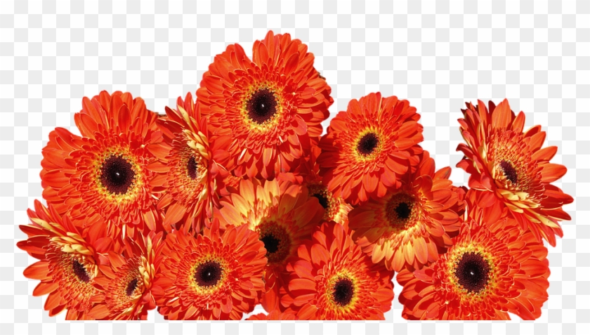 Gerbera Flowers Colorful Flower Nature Orange - Flores Naranjas Png Clipart