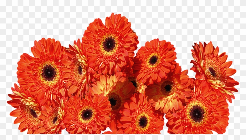 Gerbera Flowers Colorful Flower Nature Orange - Flores Naranjas Png Clipart #3563271