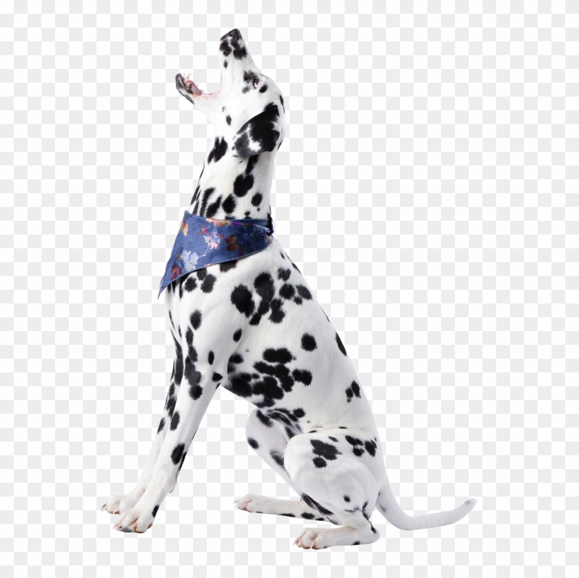 Dog Clipart