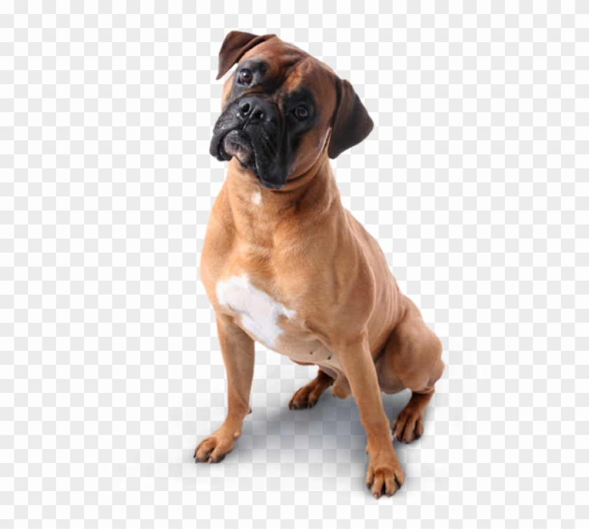 Dog Png Image Free - Boxer Dog Transparent Background Clipart #3565684