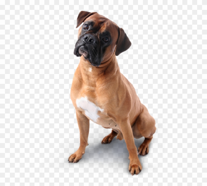Dog Png Image Free - Boxer Dog Transparent Background Clipart