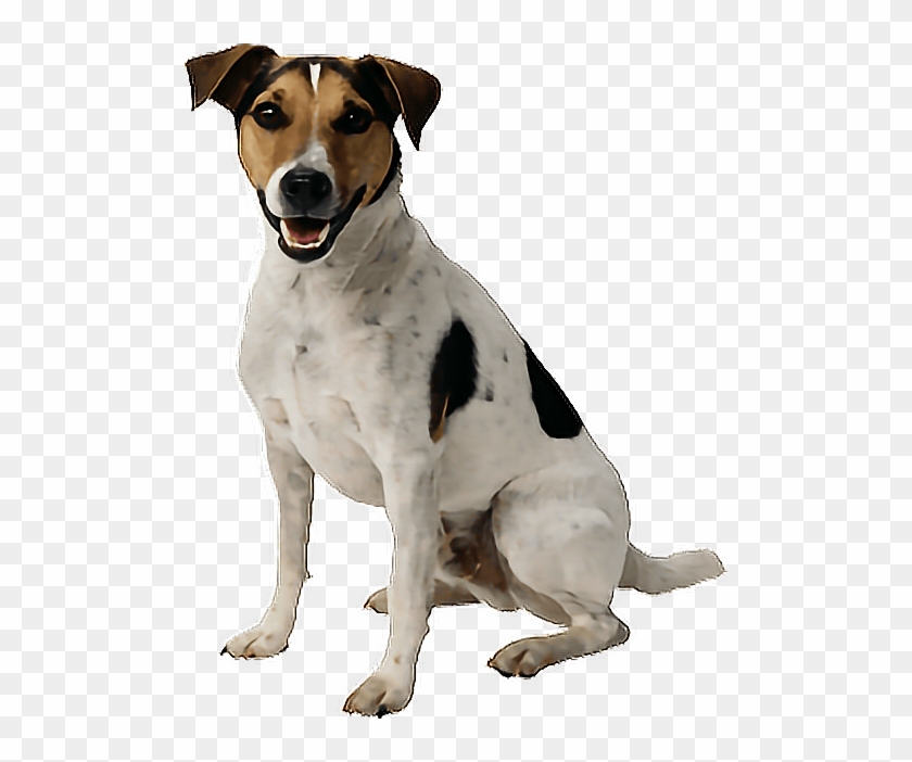 #png #dog #aww #cute #yawn #aww #adorable #kawaii - Transparent Dog Png Clipart