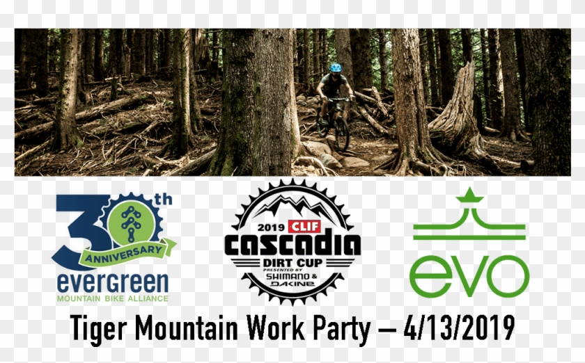 Old-growth Forest Clipart