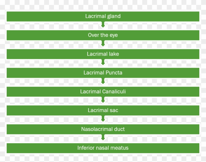 Flow Of Lacrimal Fluid - Symmetry Clipart
