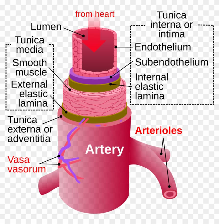 Difference Between Arteries And Veins Clipart