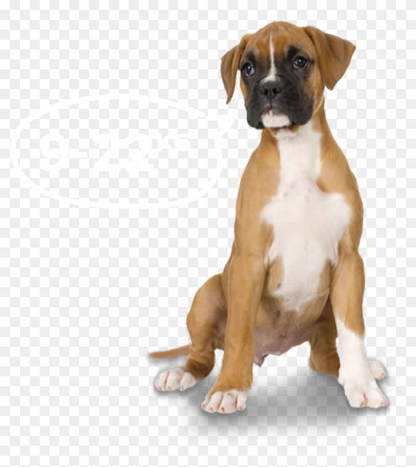 Boxer Dog Png - Medium Dog Transparent Png Clipart #3570016