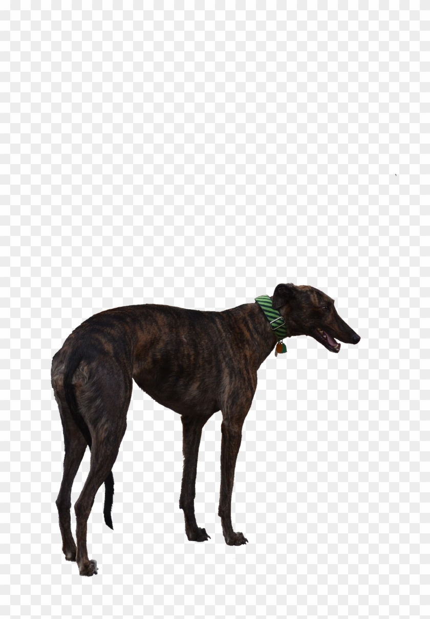 Greyhound Dog Racer - Magyar Agár Clipart