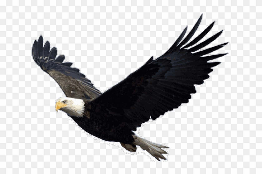 Bald Eagle Png Transparent Images - Eagle Png Clipart #3572072