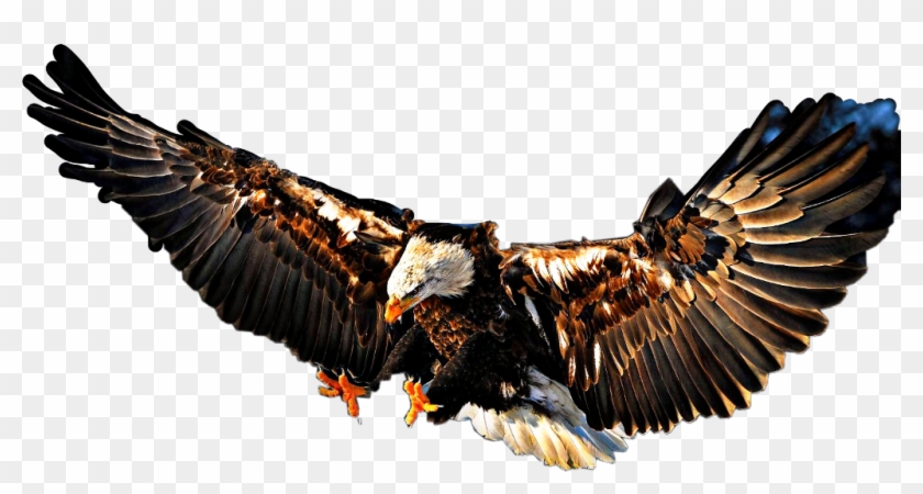 #landing #eagle #baldeagle #bird #fly #beautiful - High Resolution Eagle Wallpaper Hd Clipart #3572119