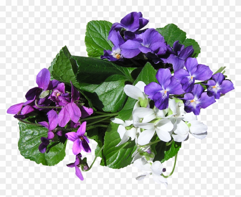 Violets Transparent Clipart